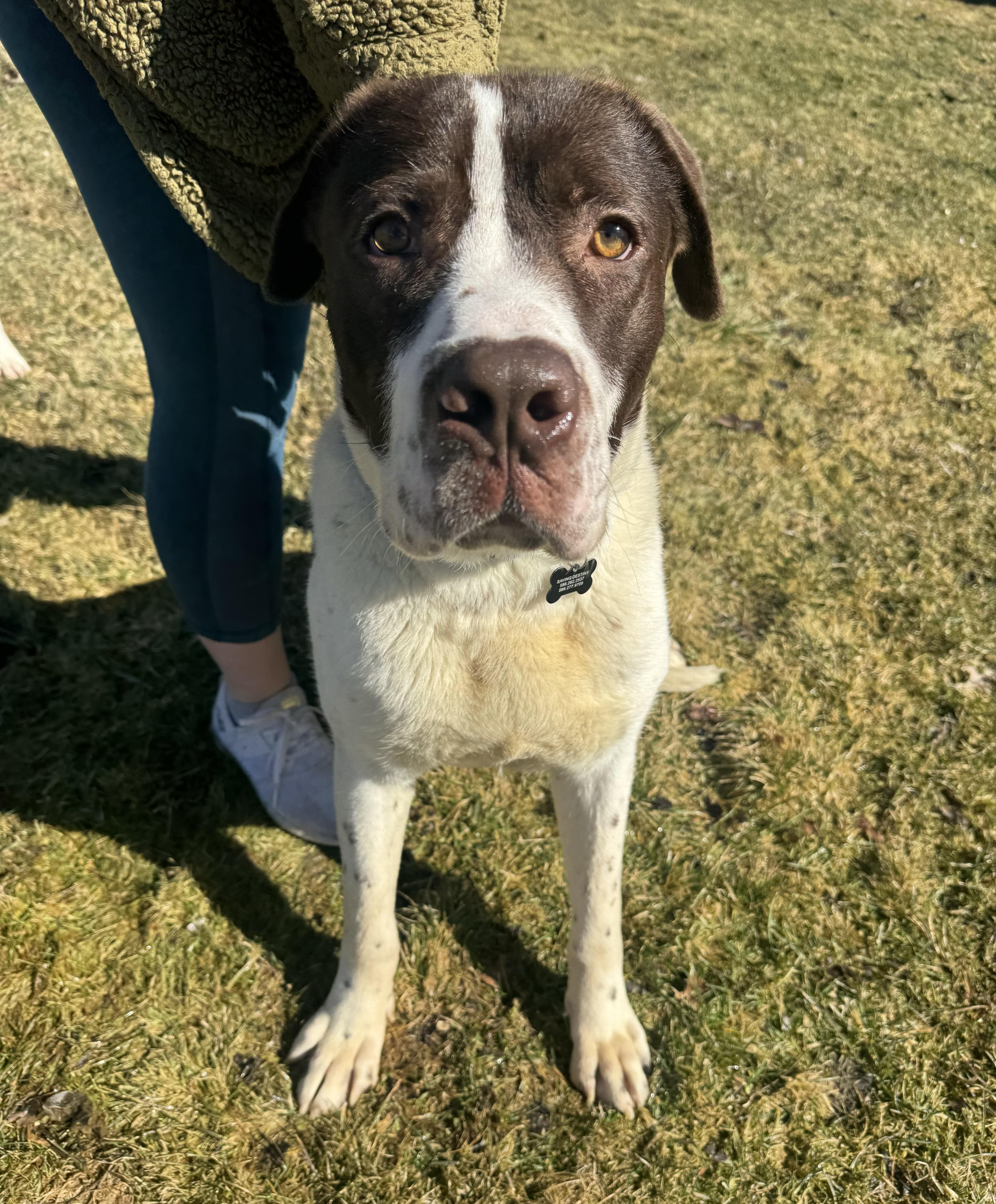 Enlarge Reggie, a ADOPTABLE mixed breed in China Township, MI image 5/6
