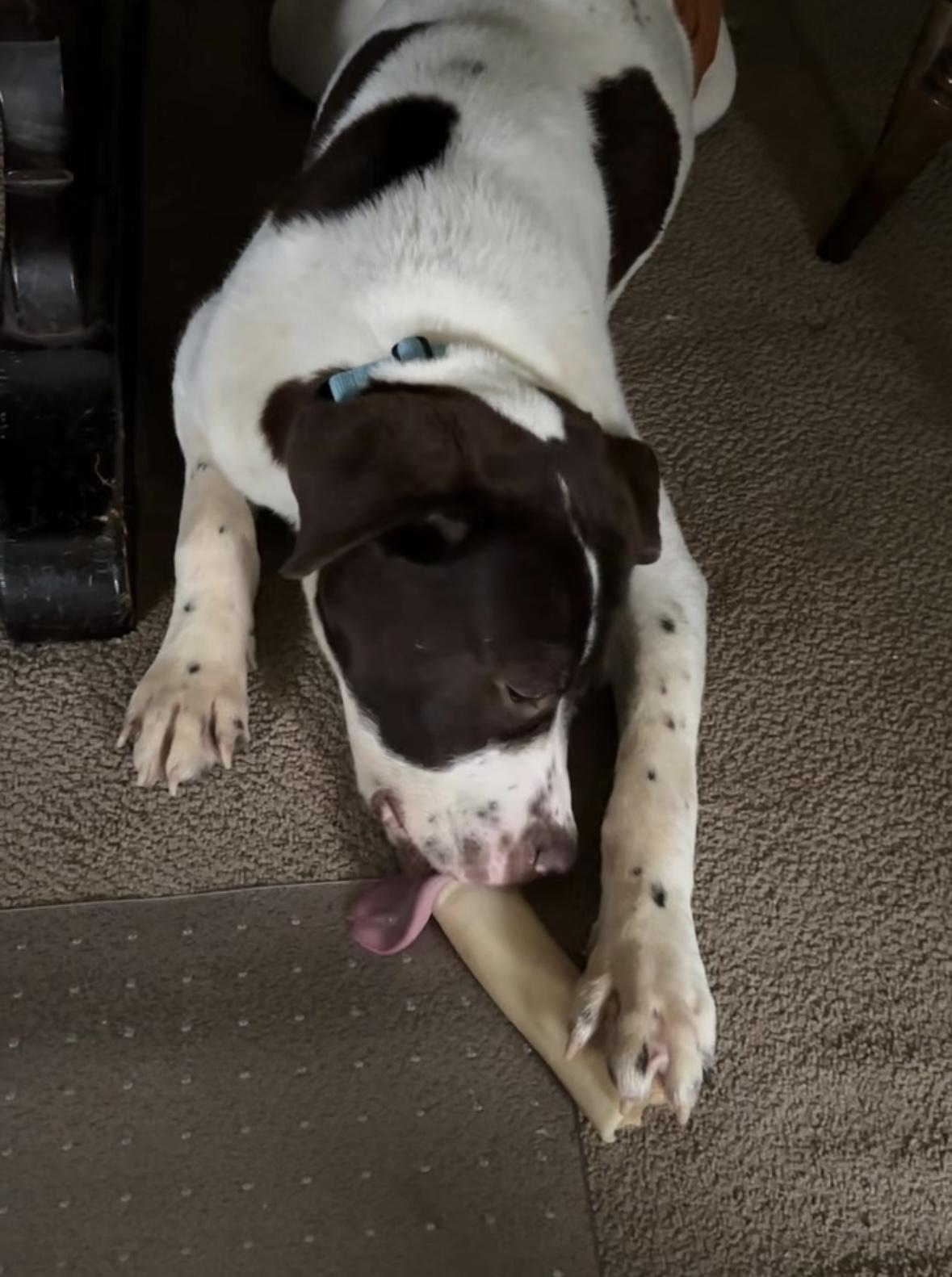 Enlarge Reggie, a ADOPTABLE mixed breed in China Township, MI image 3/6