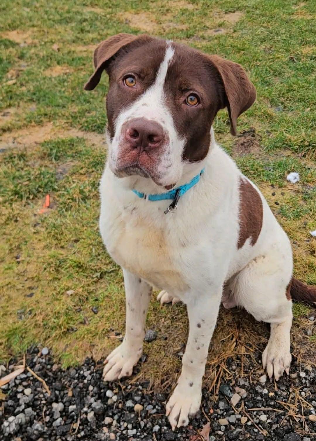 Enlarge Reggie, a ADOPTABLE mixed breed in China Township, MI image 4/6