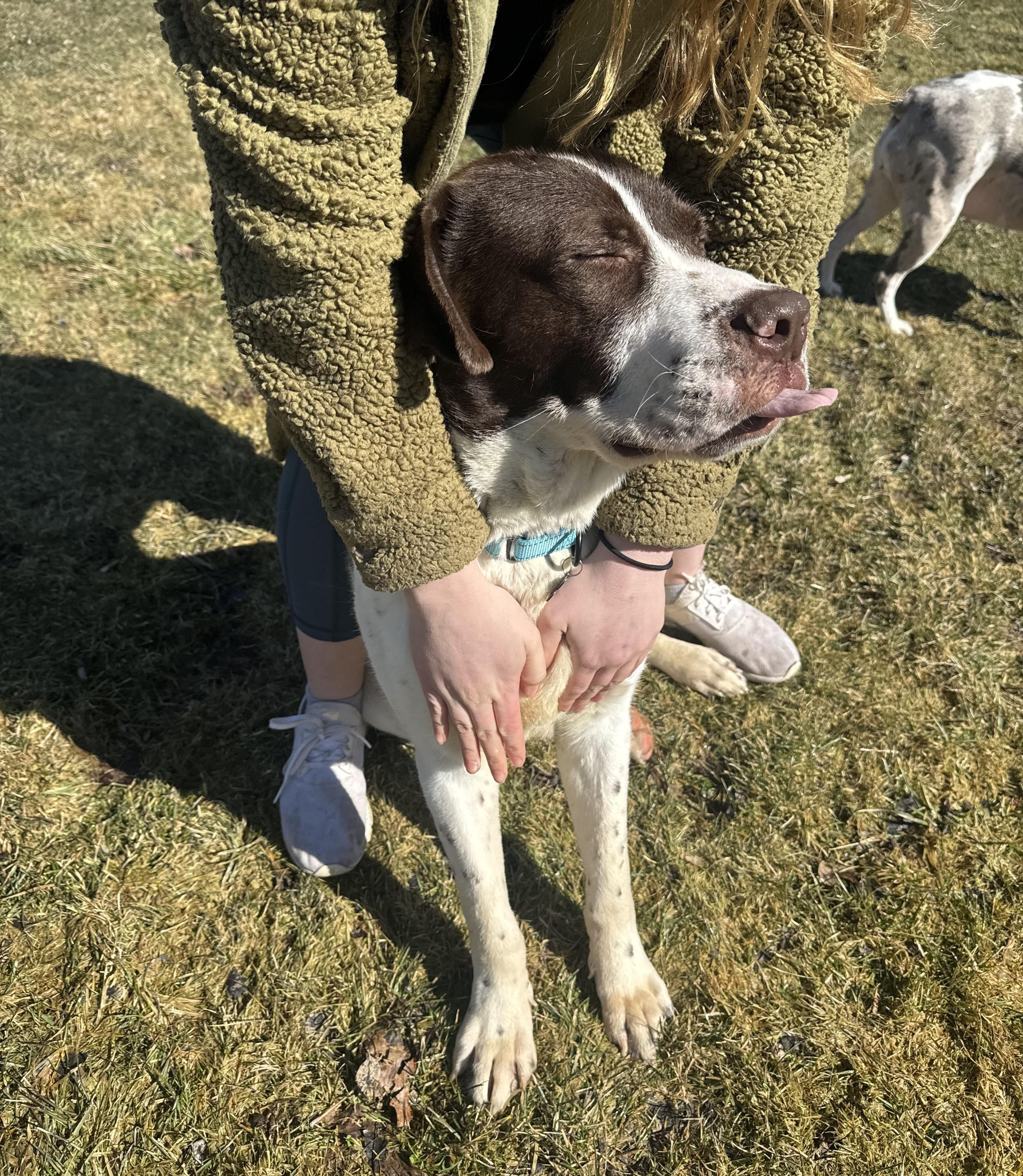 Enlarge Reggie, a ADOPTABLE mixed breed in China Township, MI image 6/6