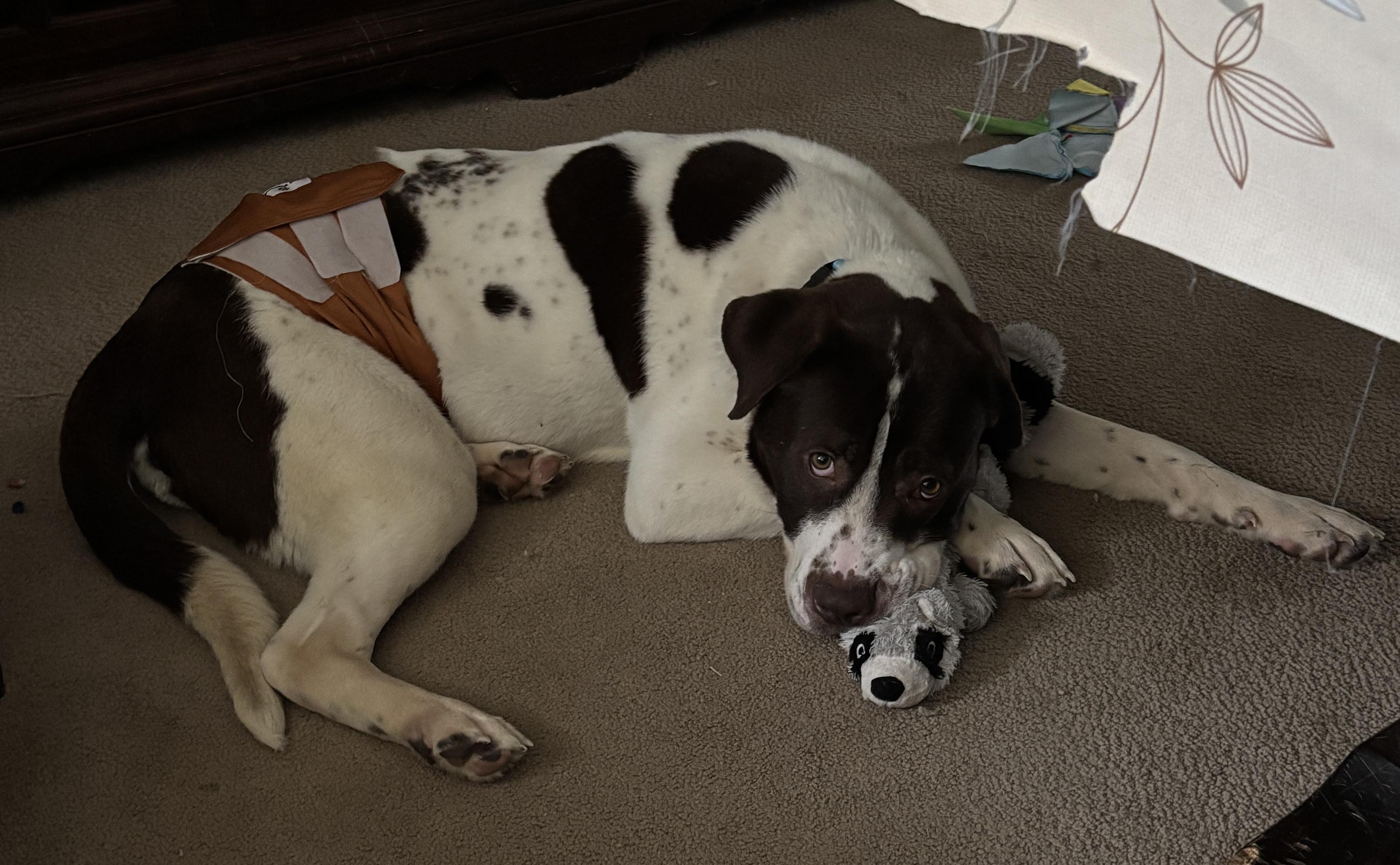 Enlarge Reggie, a ADOPTABLE mixed breed in China Township, MI image 2/6