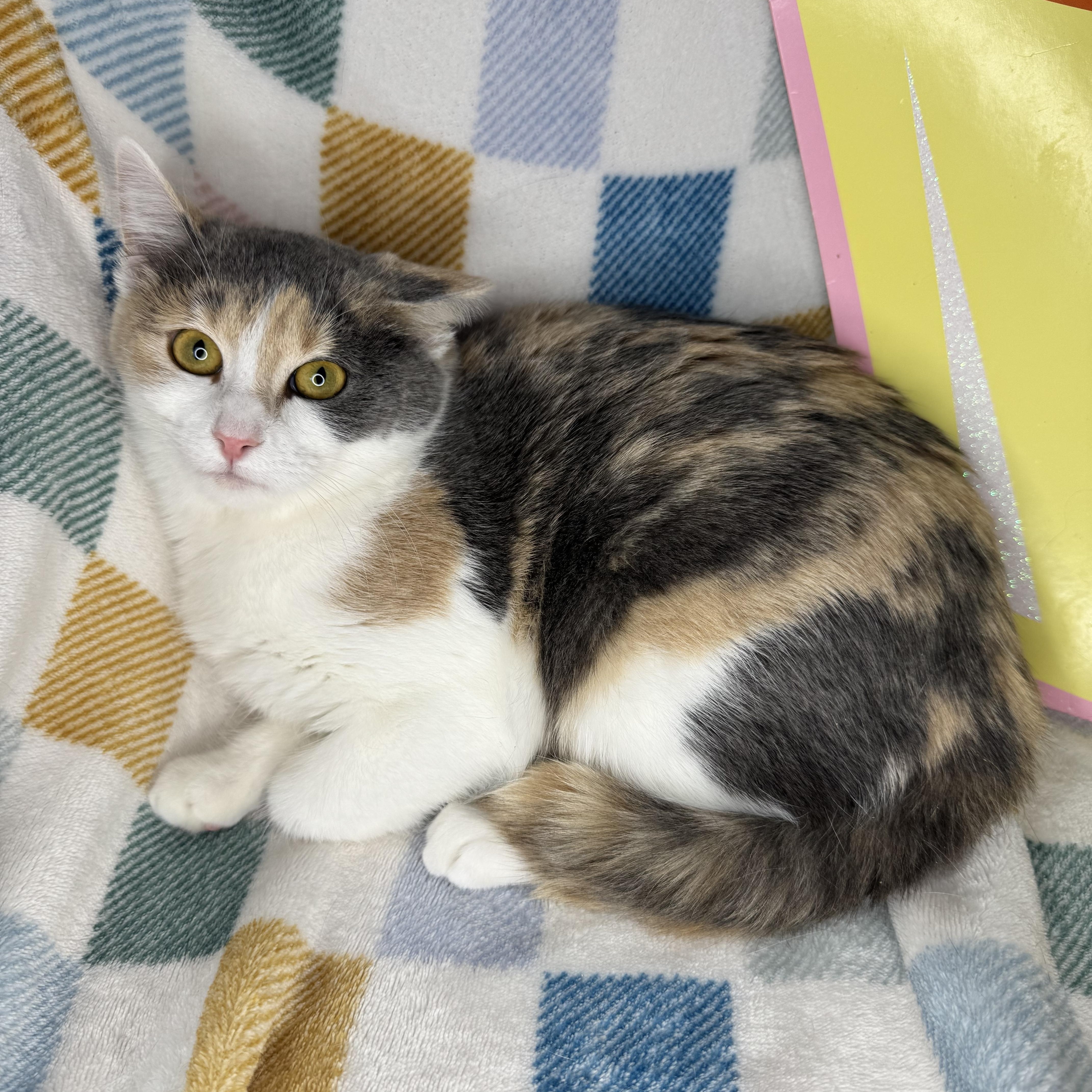 Gia, Adoptable, Young Female Dilute Calico & British Shorthair.