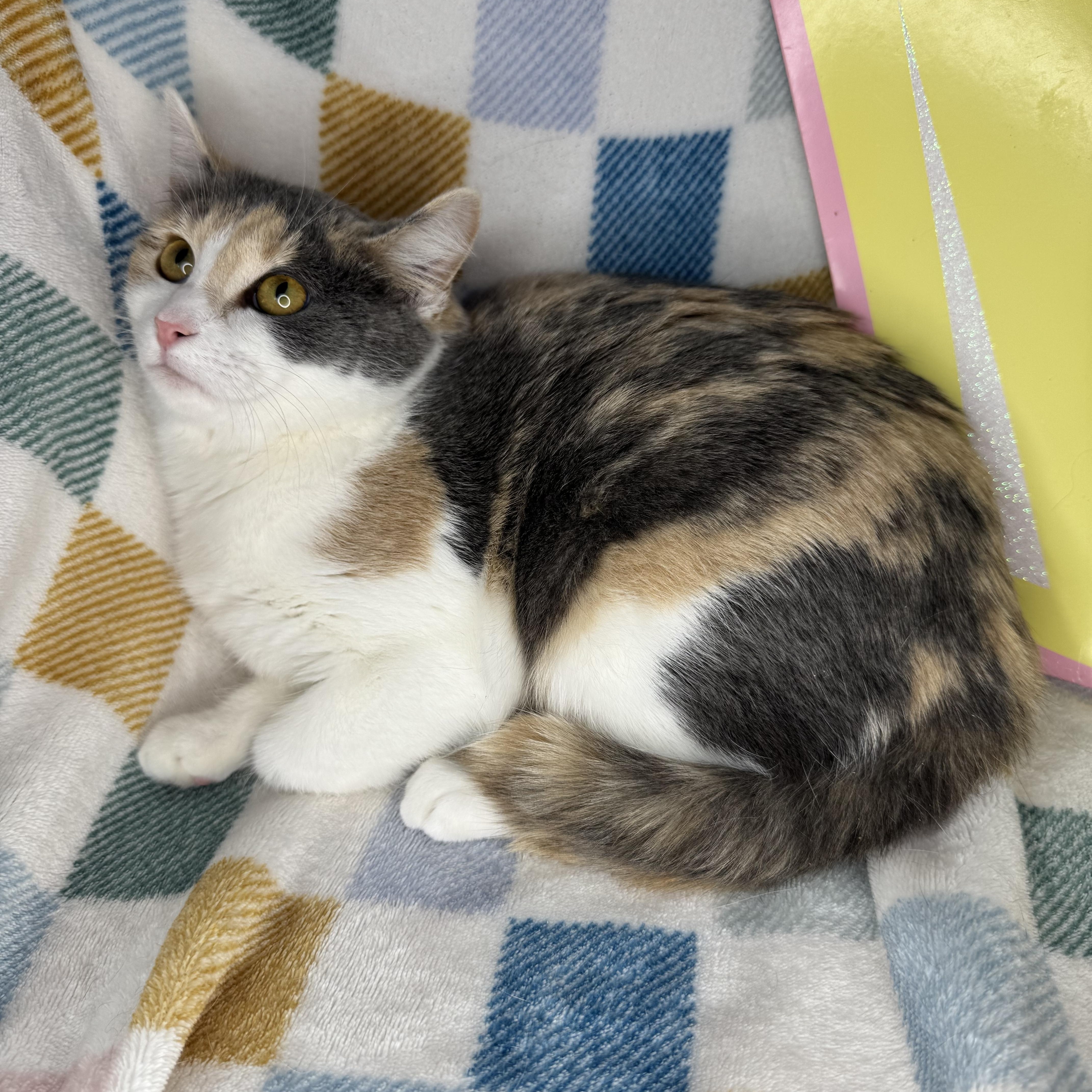 Enlarge Gia, a Adoptable mixed breed in Mount Vernon, IL image 6/6