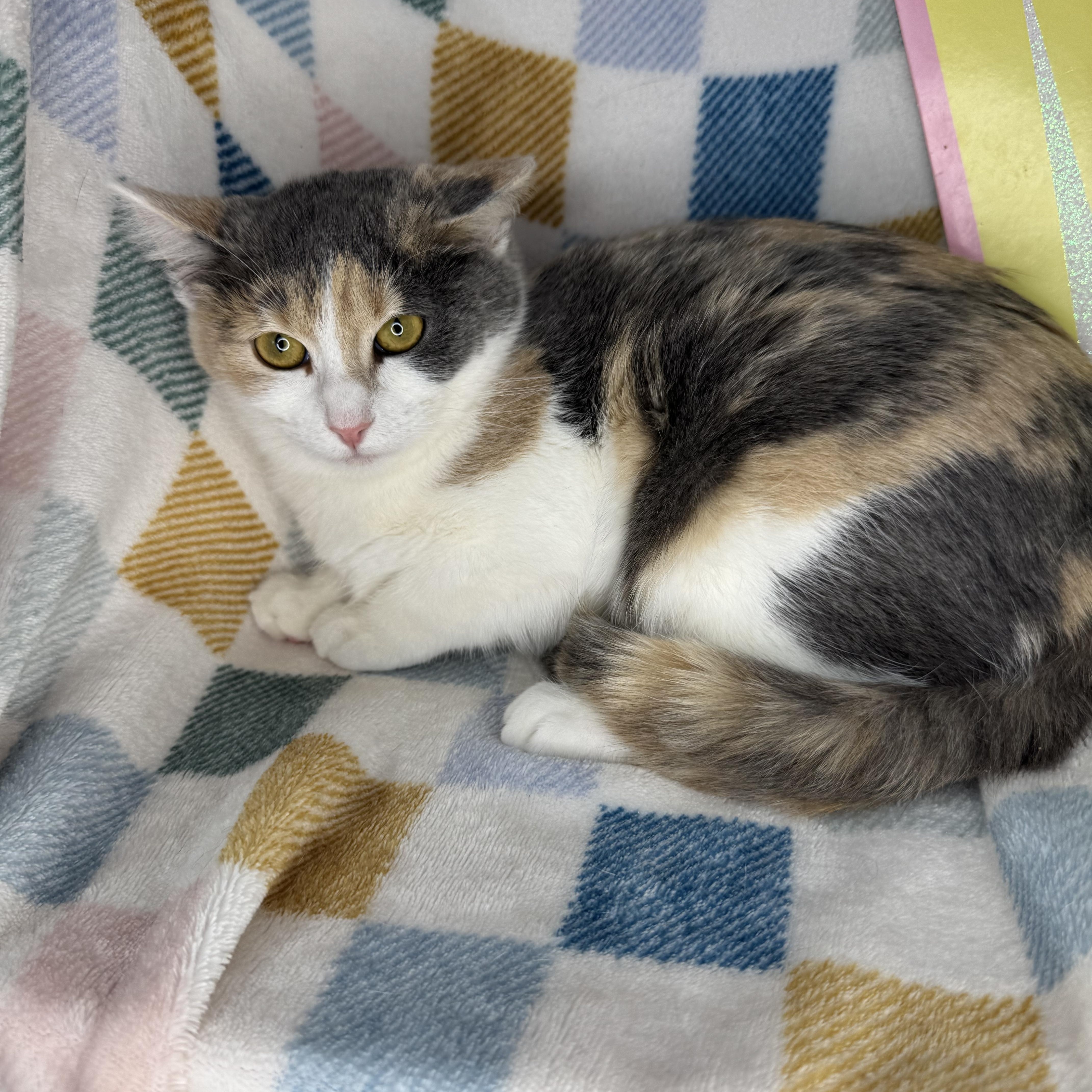 Enlarge Gia, a Adoptable mixed breed in Mount Vernon, IL image 4/6