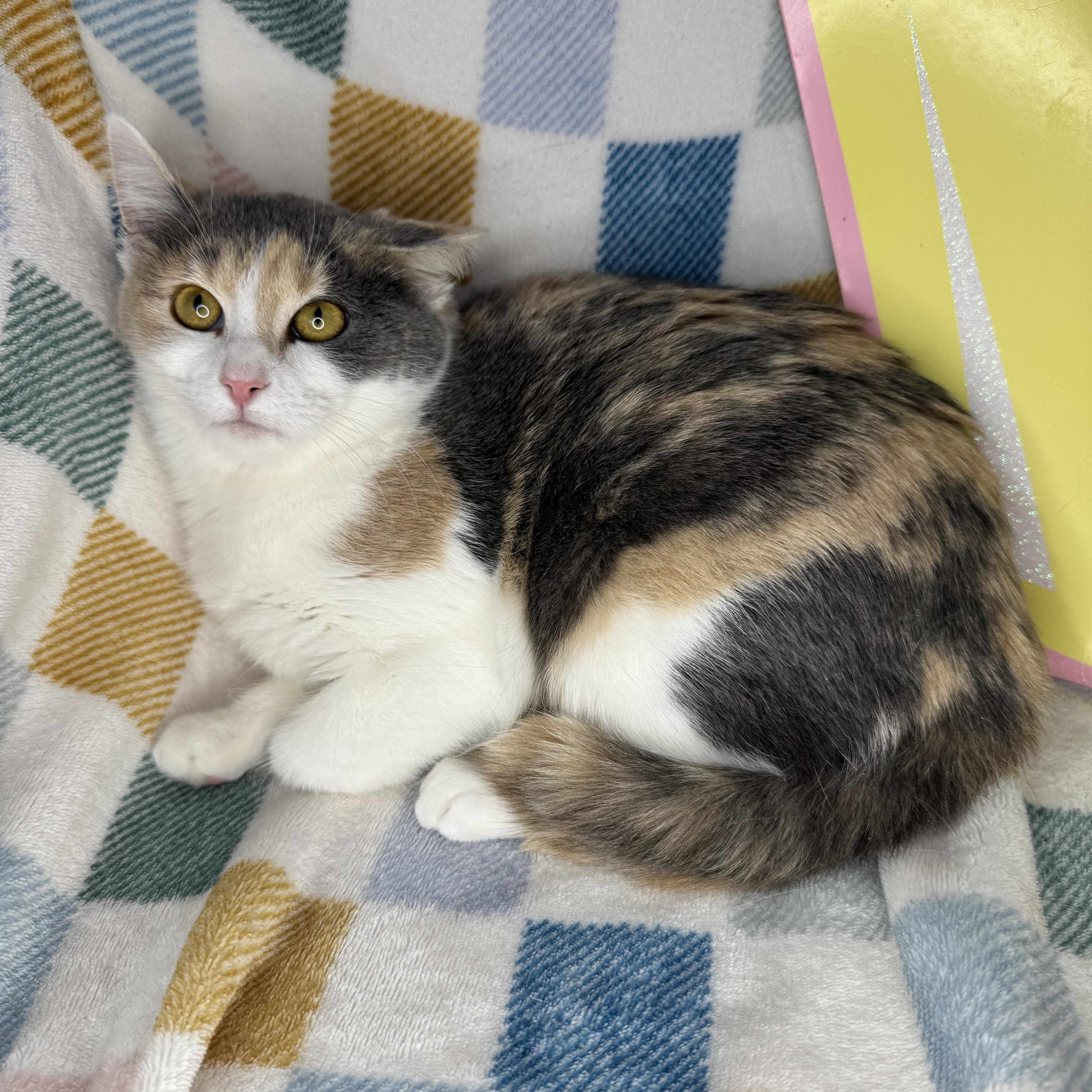 Enlarge Gia, a Adoptable mixed breed in Mount Vernon, IL image 3/6