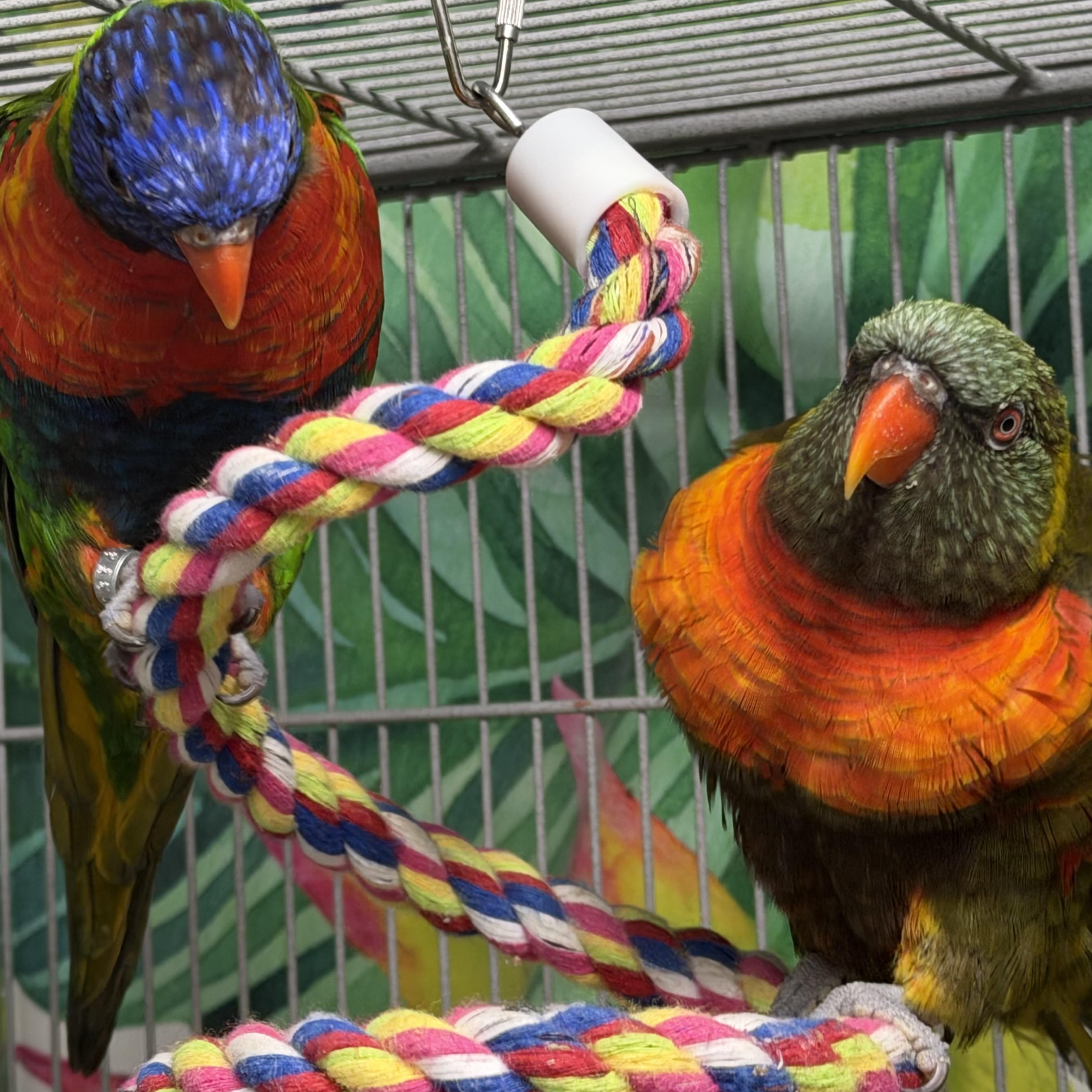 Enlarge Darcy and Elizabeth, a Adoptable Lory / Lorikeet in Beech Creek, PA image 2/3