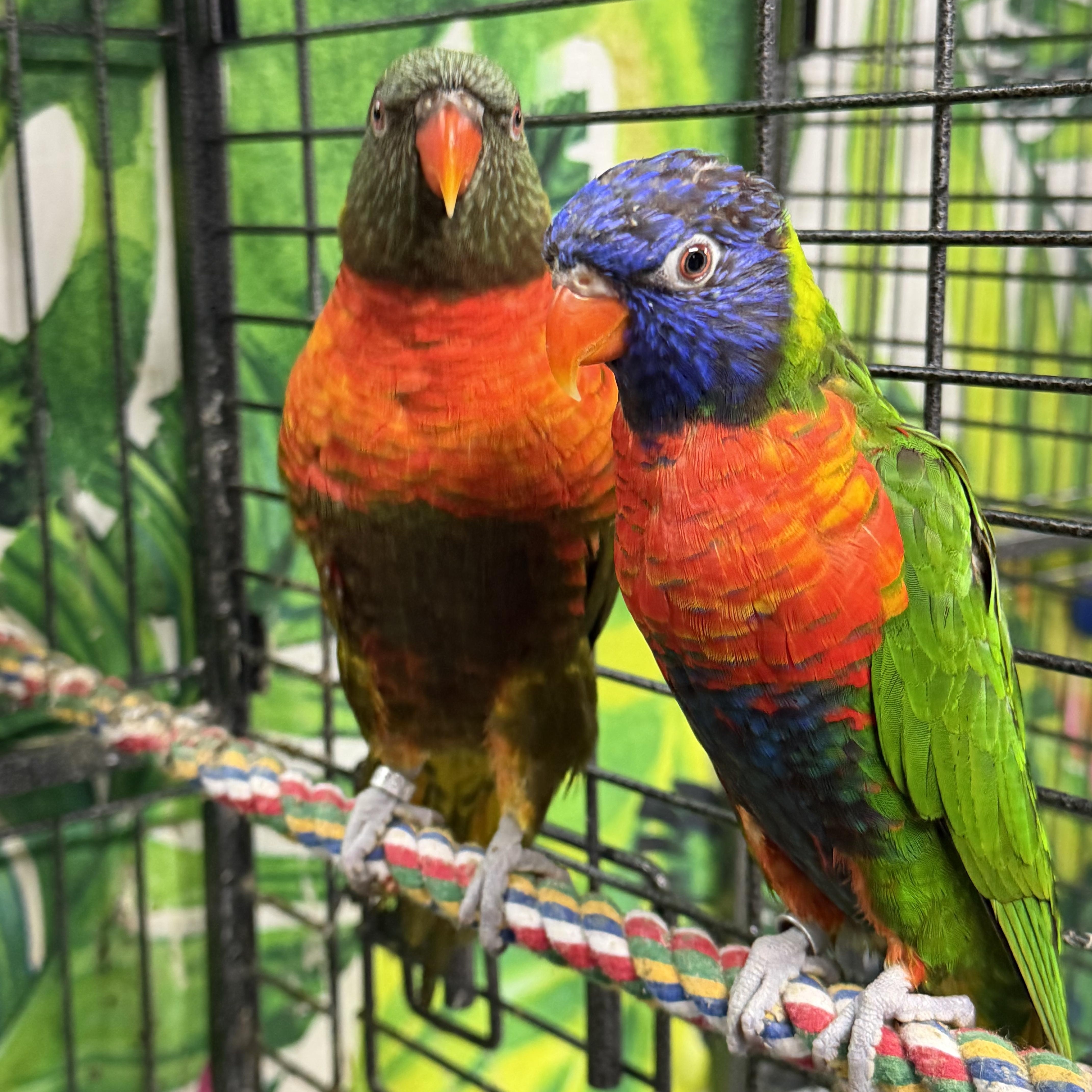 Enlarge Darcy and Elizabeth, a Adoptable Lory / Lorikeet in Beech Creek, PA image 1/3