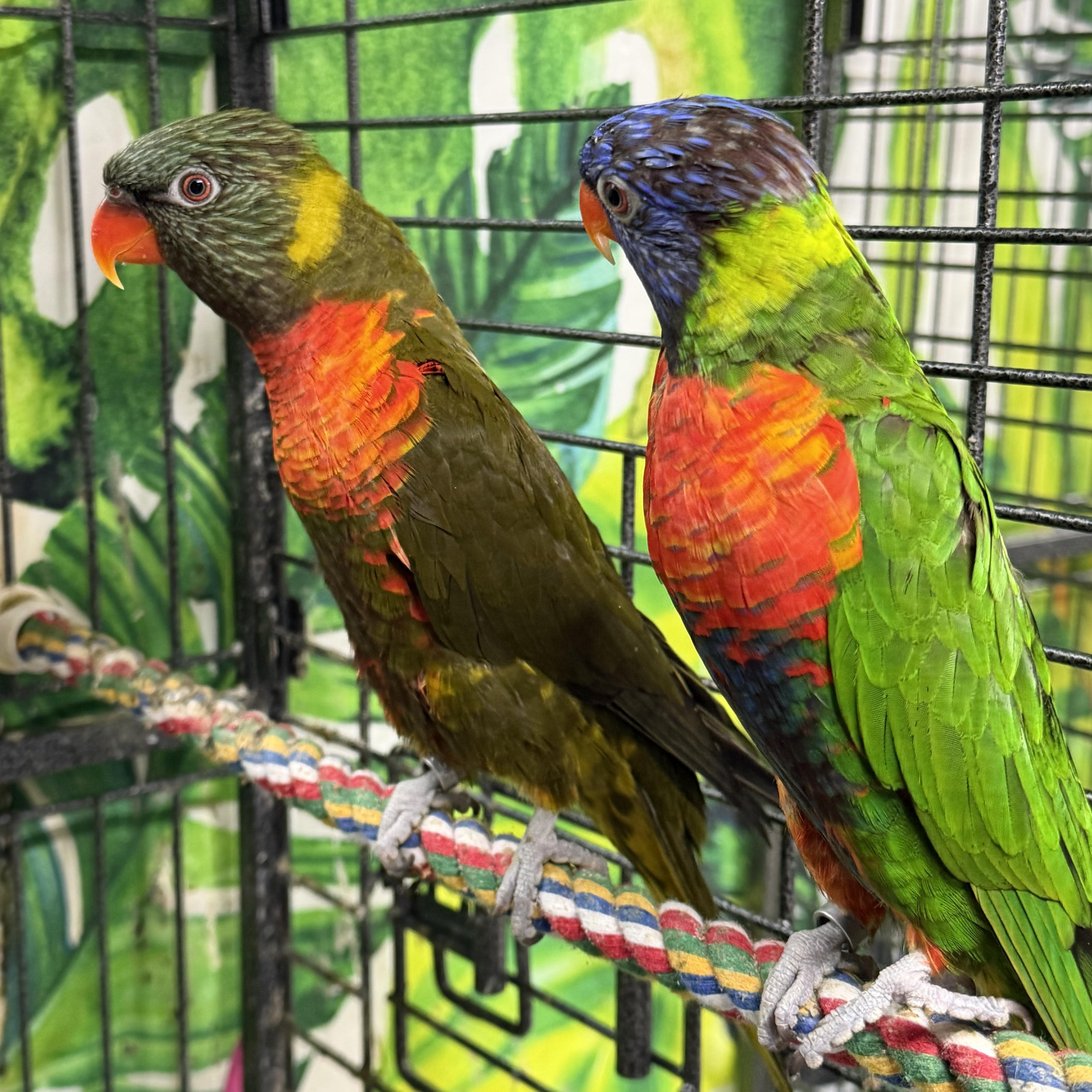 Enlarge Darcy and Elizabeth, a Adoptable Lory / Lorikeet in Beech Creek, PA image 3/3