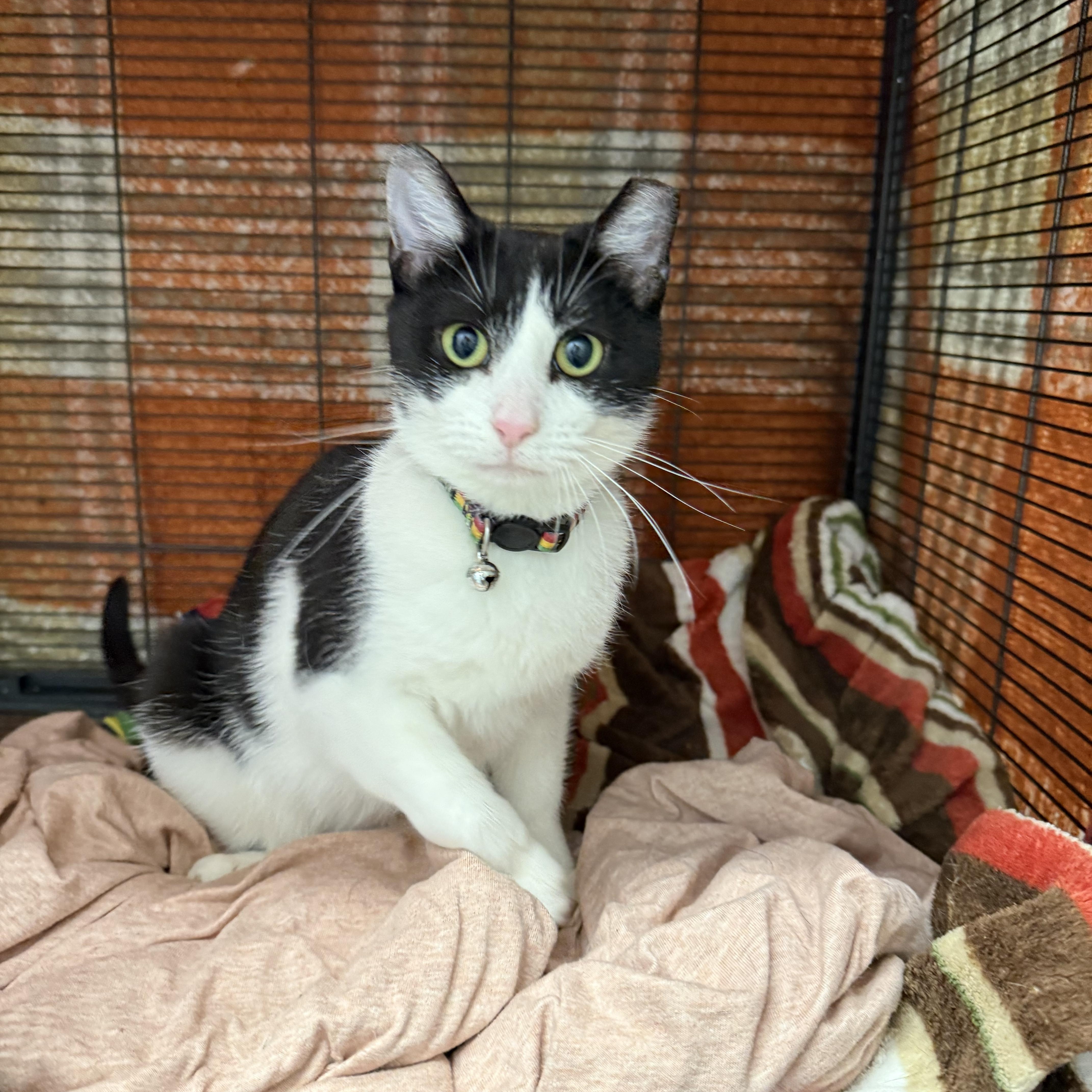 Enlarge Uno, a ADOPTABLE Domestic Short Hair in Hendersonville, TN image 1/1