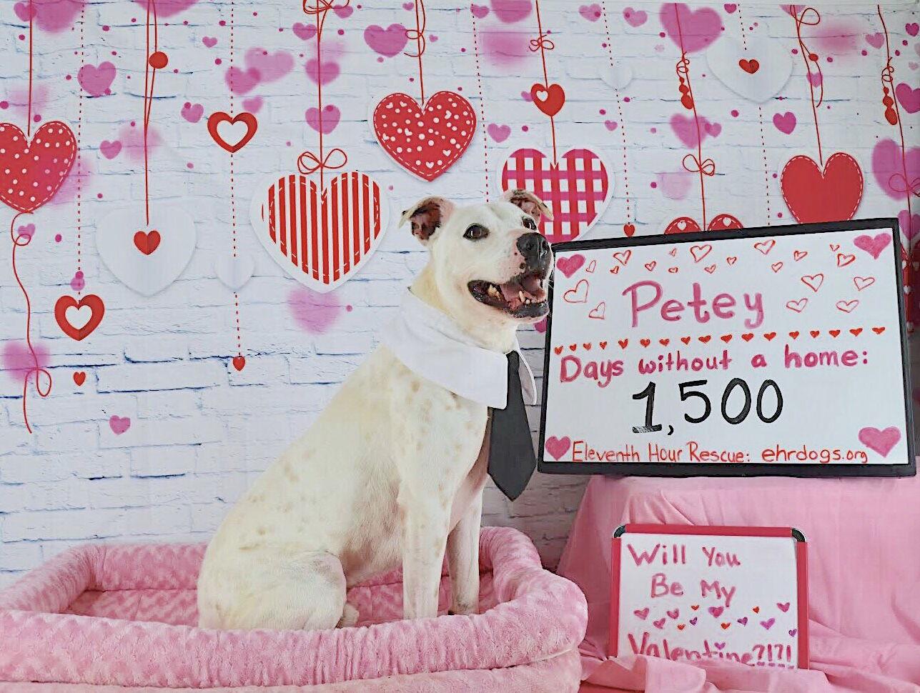 Enlarge Petey Ward Steele, a Adoptable Pit Bull Terrier in Rockaway, NJ image 1/3