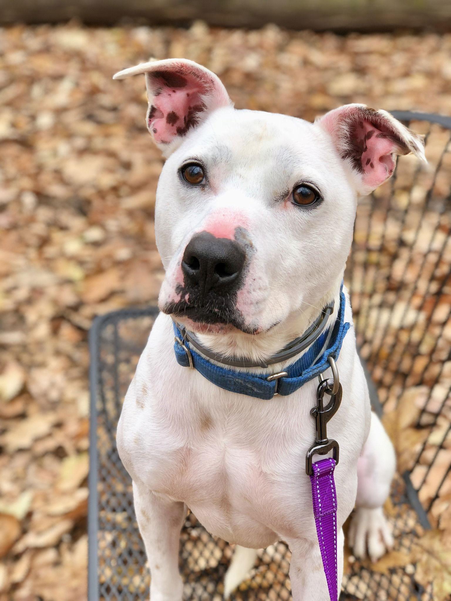 Enlarge Petey Ward Steele, a Adoptable Pit Bull Terrier in Rockaway, NJ image 2/3