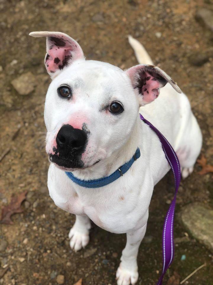 Enlarge Petey Ward Steele, a Adoptable Pit Bull Terrier in Rockaway, NJ image 3/3