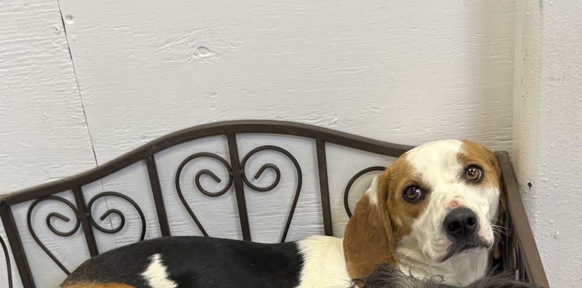 Enlarge Dolley, a Adoptable mixed breed in Knoxville, TN image 3/6