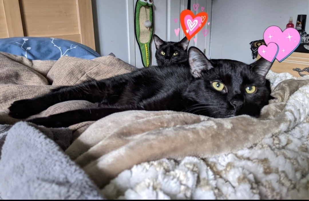 Yin and Yang, Adoptable, Adult Male Domestic Short Hair.