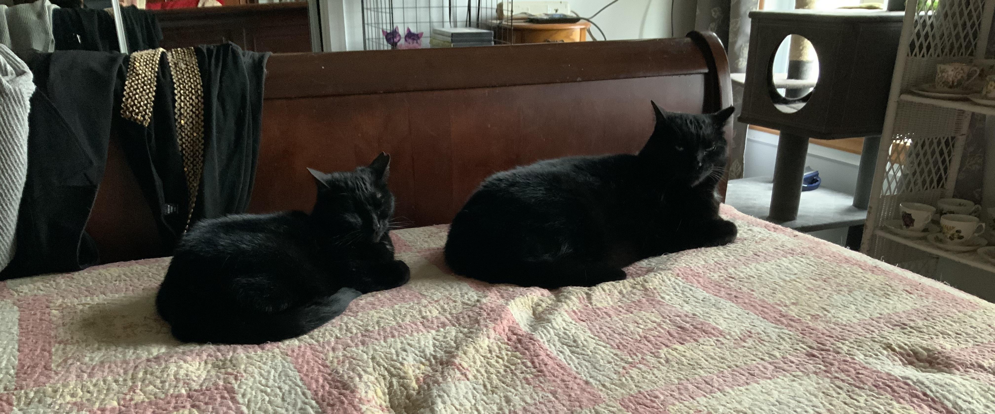 Enlarge Yin and Yang, a Adoptable Domestic Short Hair in Chateauguay, QC image 2/6