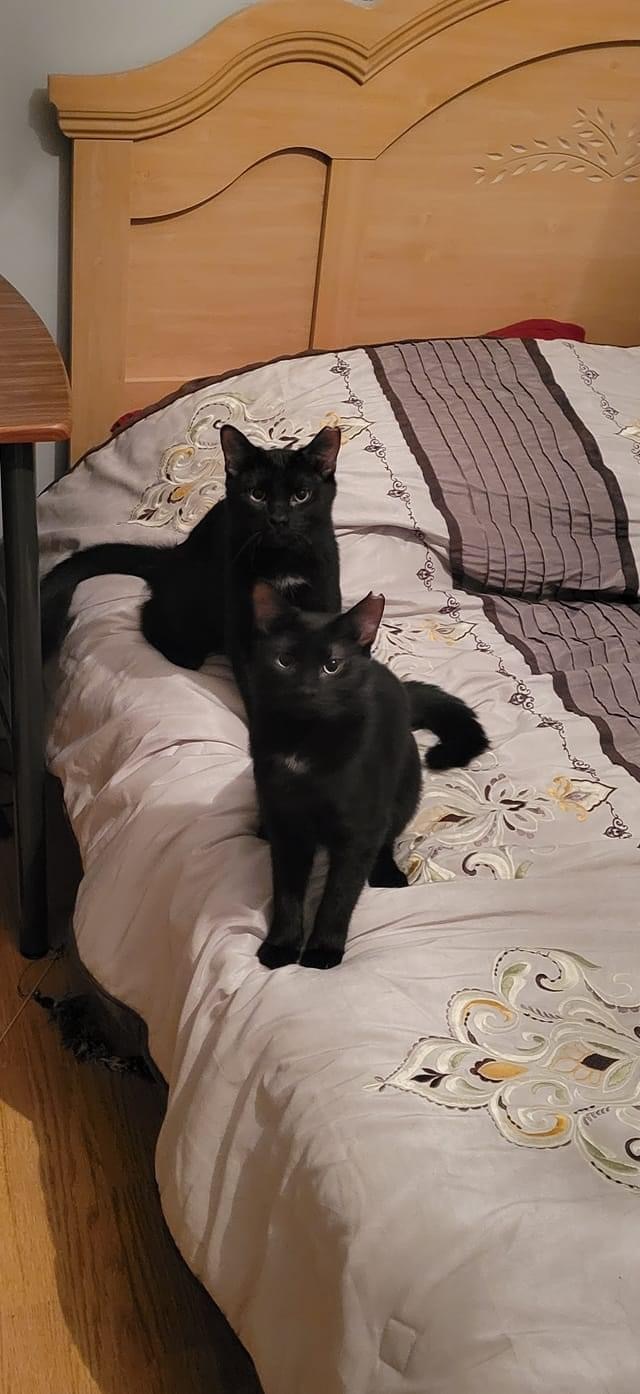 Enlarge Yin and Yang, a Adoptable Domestic Short Hair in Chateauguay, QC image 3/6