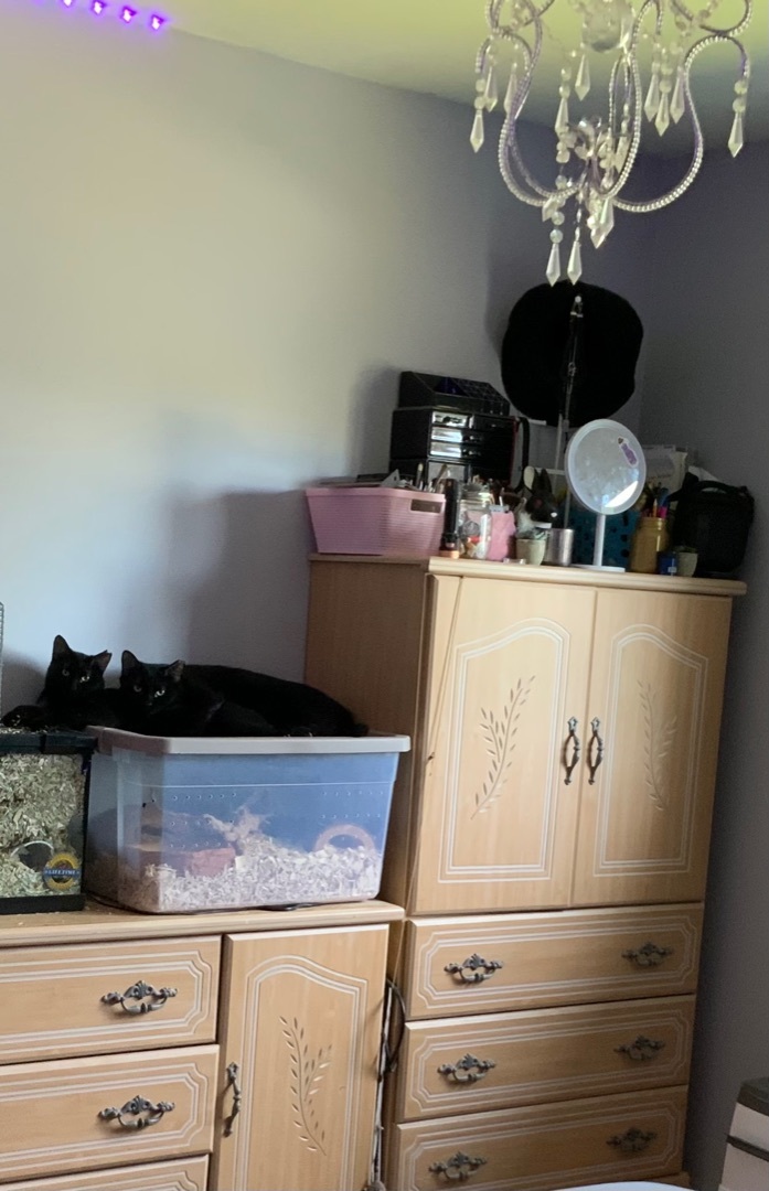 Enlarge Yin and Yang, a Adoptable Domestic Short Hair in Chateauguay, QC image 4/6