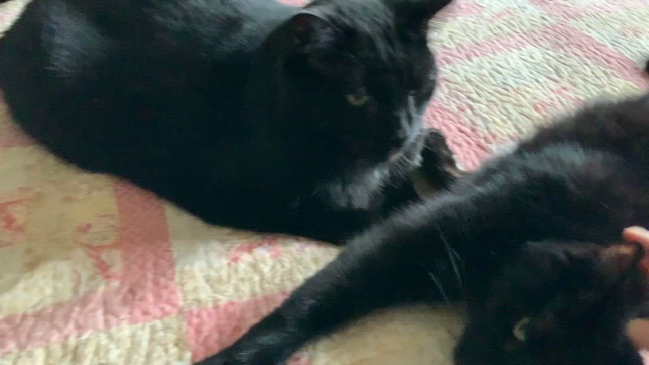 Enlarge Yin and Yang, a Adoptable Domestic Short Hair in Chateauguay, QC video 6/6