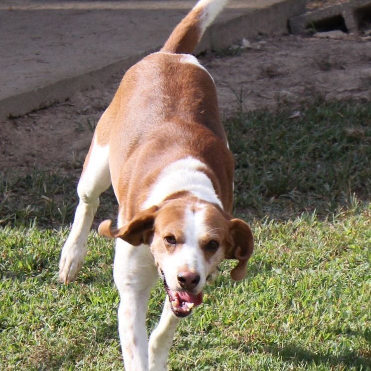 Enlarge Maverick, a Adoptable Treeing Walker Coonhound in Emporia, VA image 1/4