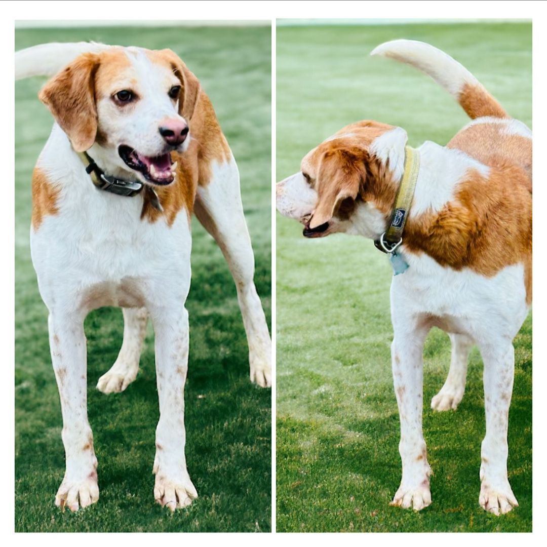 Enlarge Maverick, a Adoptable Treeing Walker Coonhound in Emporia, VA image 2/4