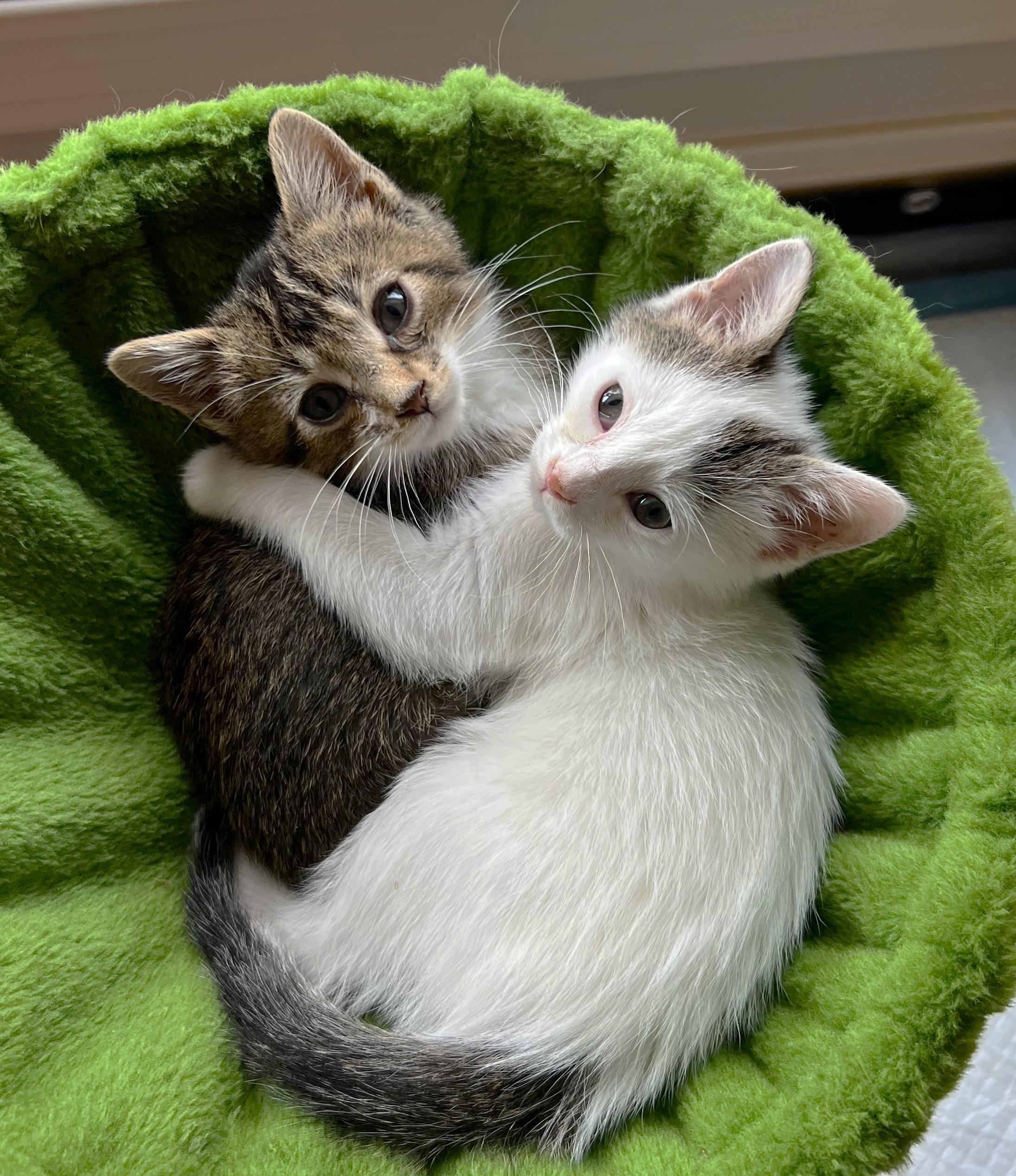 Enlarge Prancer (located at PetSmart near Lindale Mall), a Adoptable mixed breed in Cedar Rapids, IA image 6/6