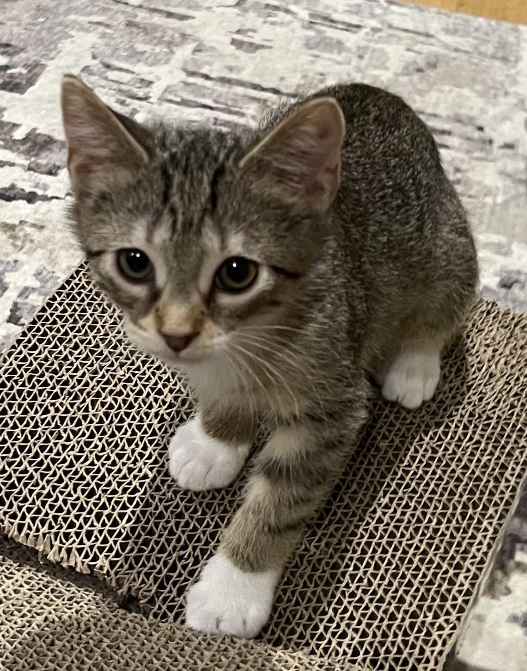 Enlarge Prancer (located at PetSmart near Lindale Mall), a Adoptable mixed breed in Cedar Rapids, IA image 5/6