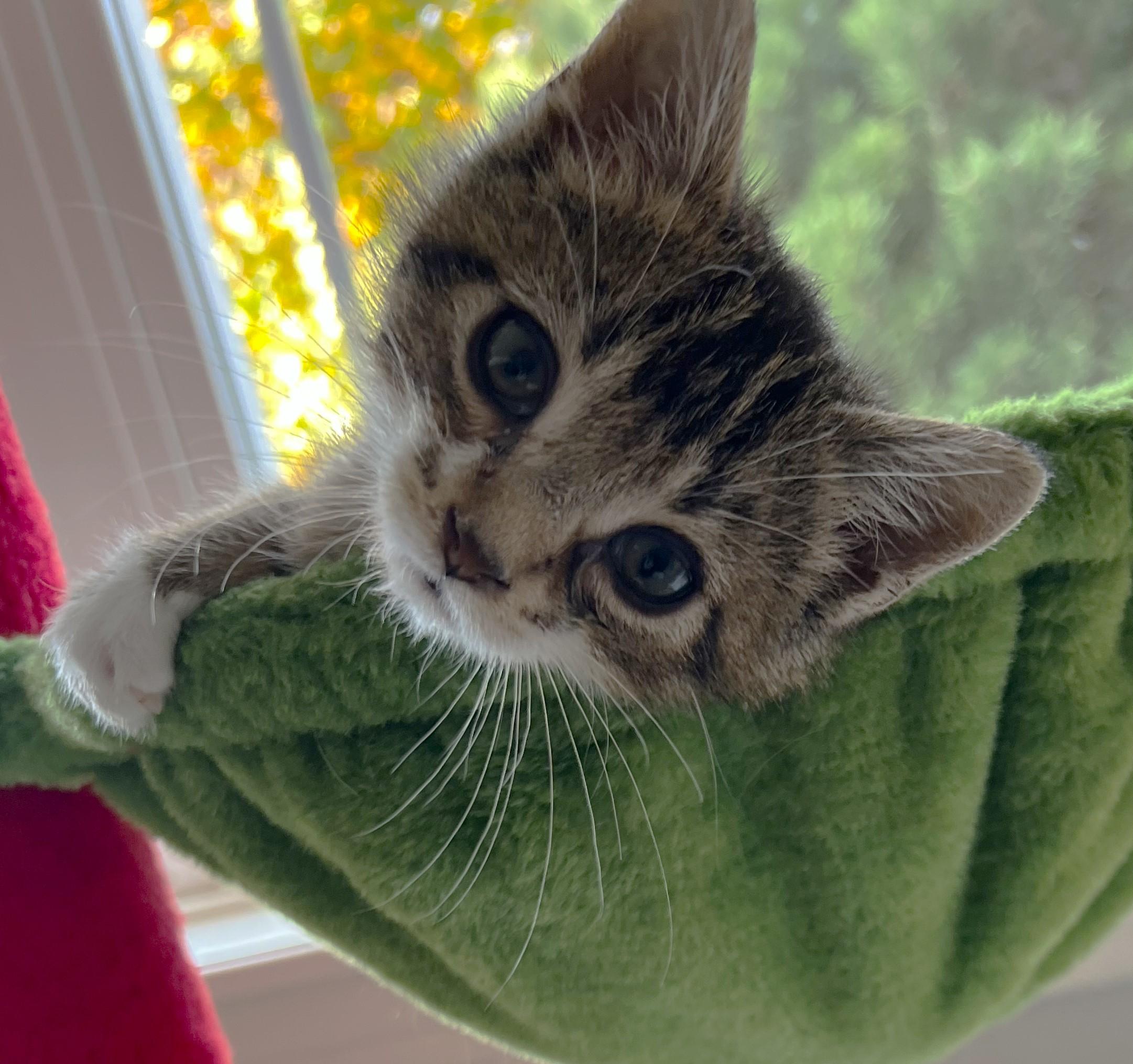 Enlarge Prancer (located at PetSmart near Lindale Mall), a Adoptable mixed breed in Cedar Rapids, IA image 3/6