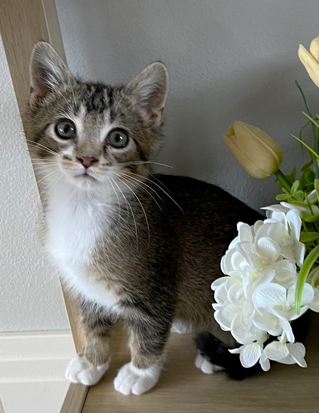 Enlarge Prancer (located at PetSmart near Lindale Mall), a Adoptable mixed breed in Cedar Rapids, IA image 4/6