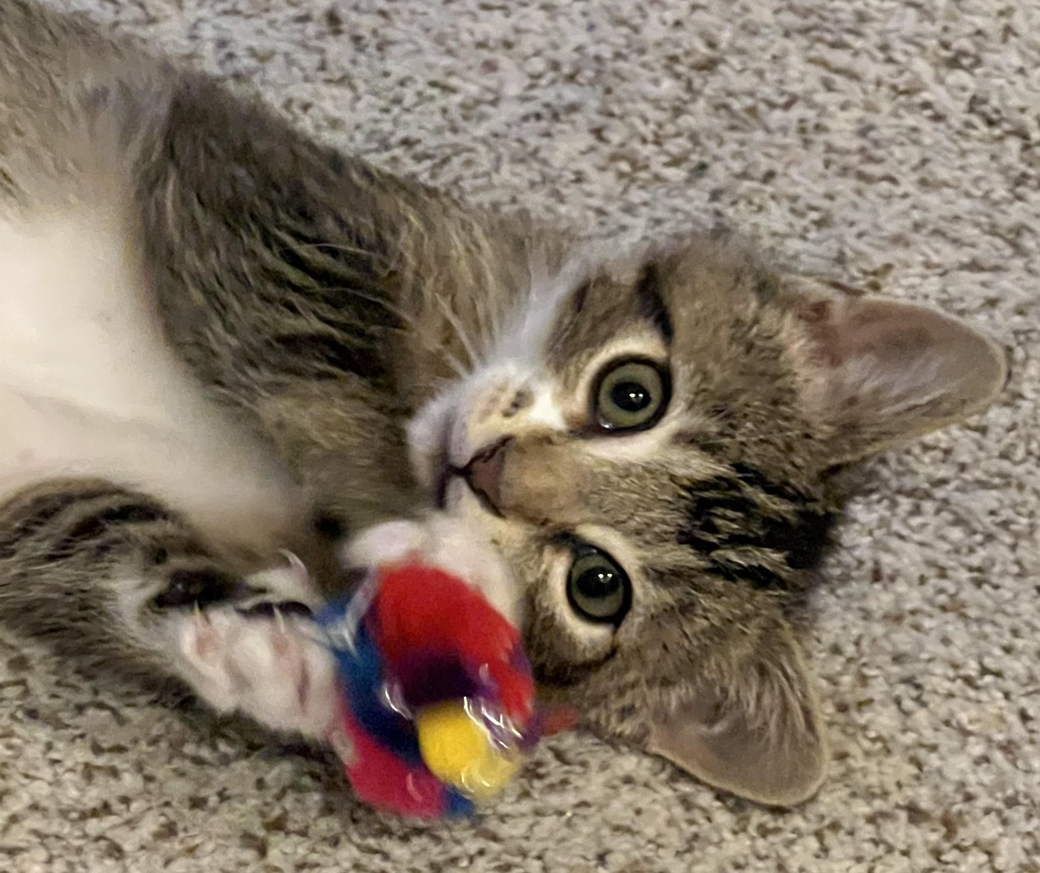 Prancer (located at PetSmart near Lindale Mall), Adoptable, Kitten Male Domestic Short Hair.
