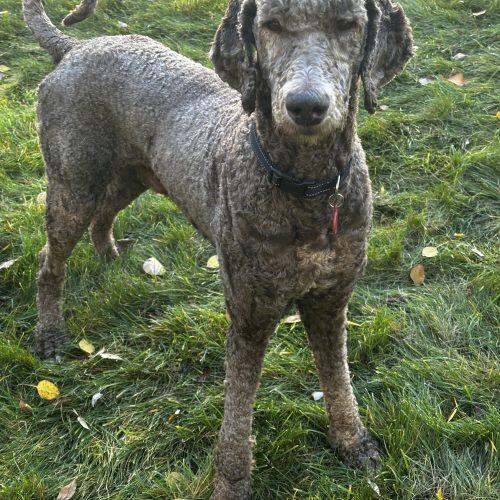 Enlarge Neville, a Adoptable Standard Poodle in Edmonton, AB image 1/5