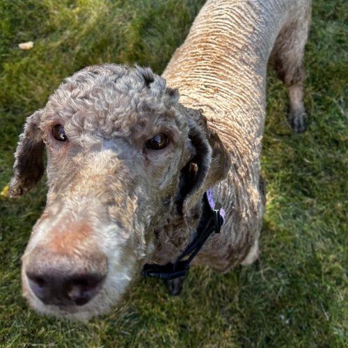 Enlarge Neville, a Adoptable Standard Poodle in Edmonton, AB image 2/5