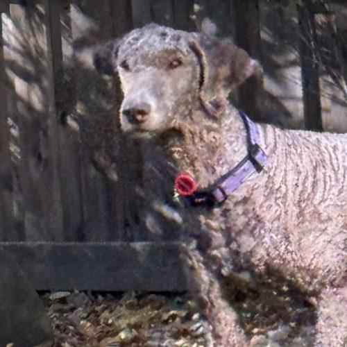 Enlarge Neville, a Adoptable Standard Poodle in Edmonton, AB image 3/5