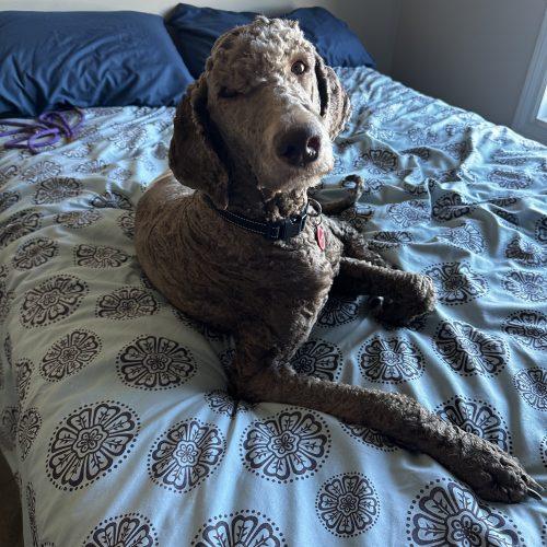 Enlarge Neville, a Adoptable Standard Poodle in Edmonton, AB image 4/5