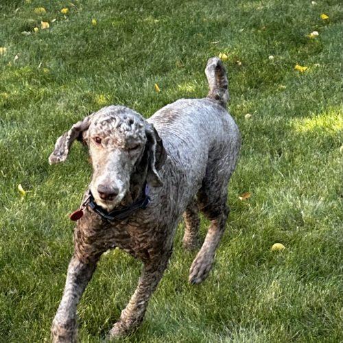 Enlarge Neville, a Adoptable Standard Poodle in Edmonton, AB image 5/5