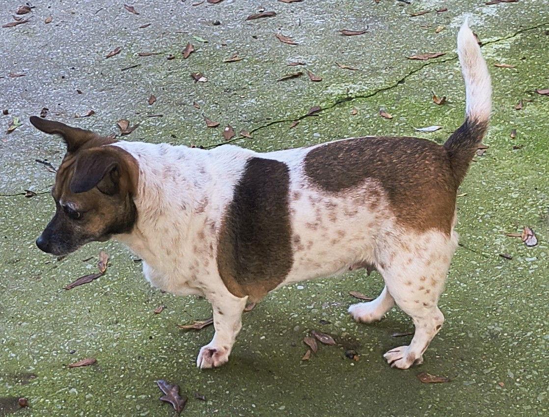Shorty, a Adoptable Jack Russell Terrier in Baileyton, AL image 1/2