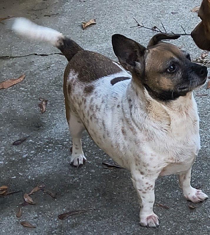 Shorty, a Adoptable Jack Russell Terrier in Baileyton, AL image 2/2