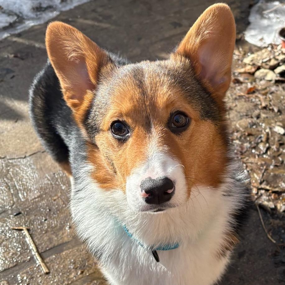 Enlarge Piper, a ADOPTABLE Corgi in Watertown, WI image 1/4
