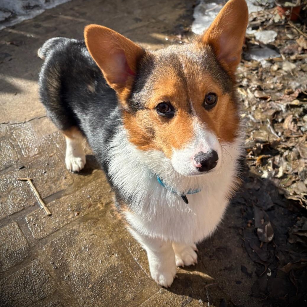 Enlarge Piper, a ADOPTABLE Corgi in Watertown, WI image 2/4