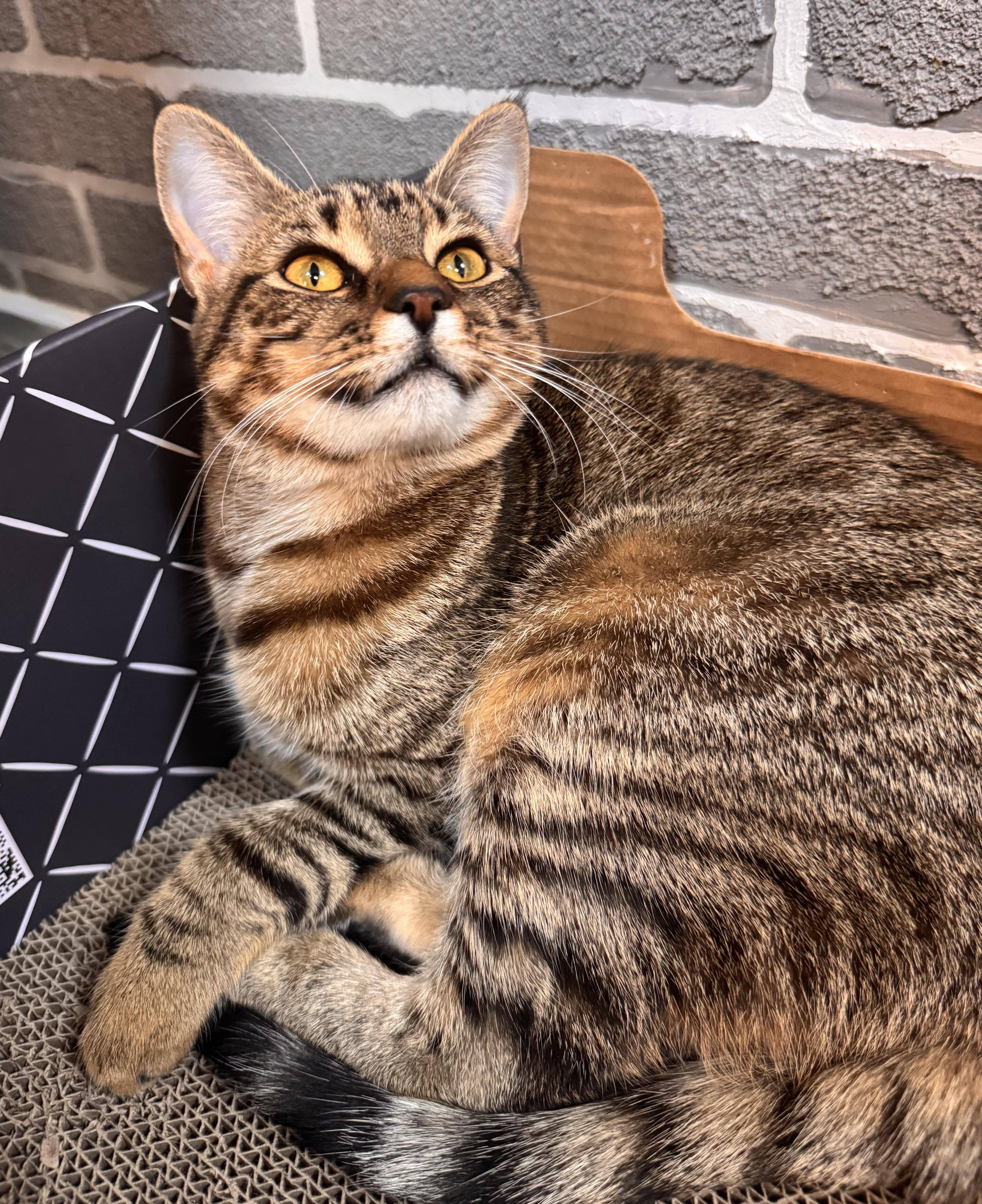 Enlarge Brie, a Adoptable Tabby in Tallahassee, FL image 3/6