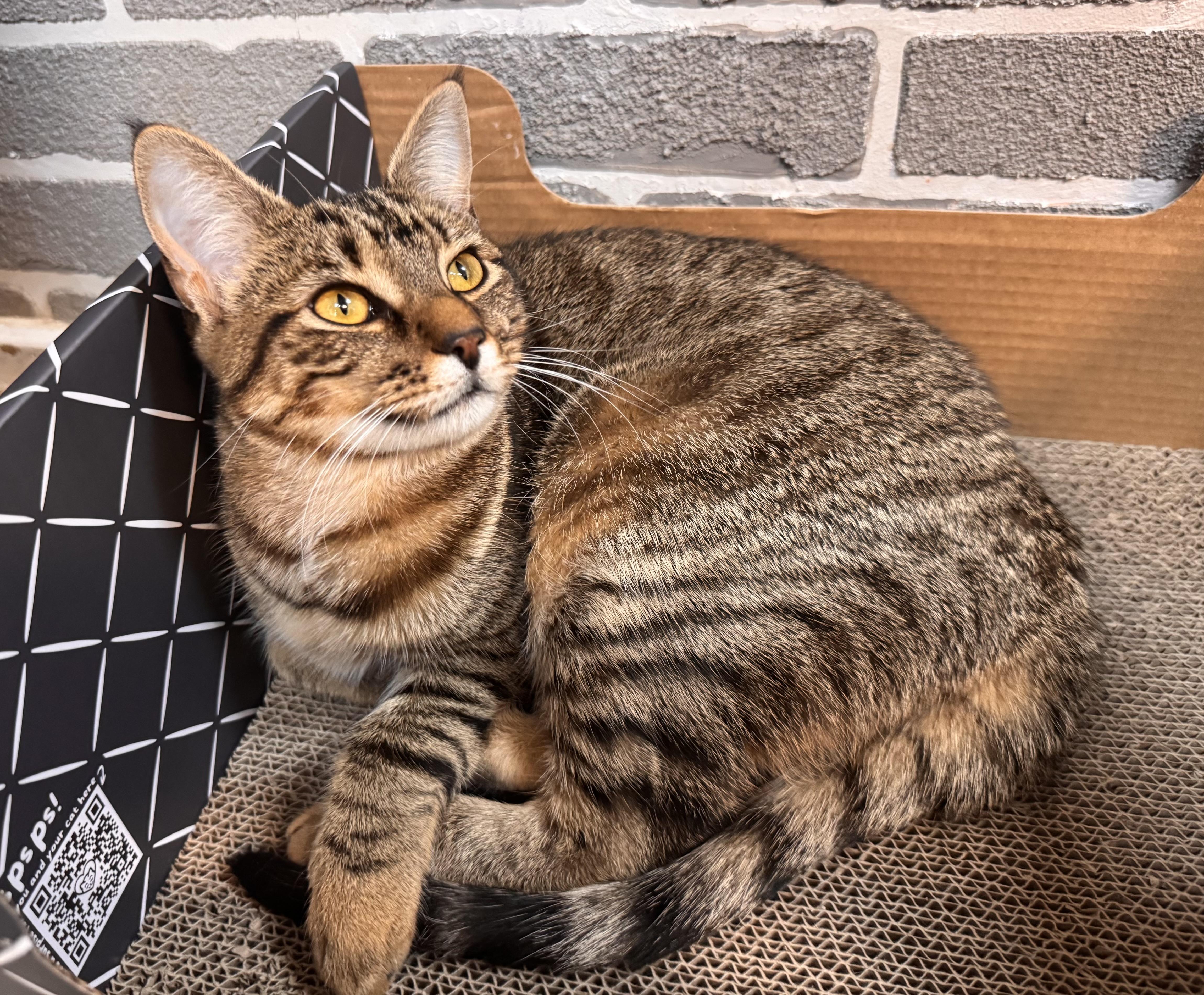 Brie, Adoptable, Young Female Tabby.
