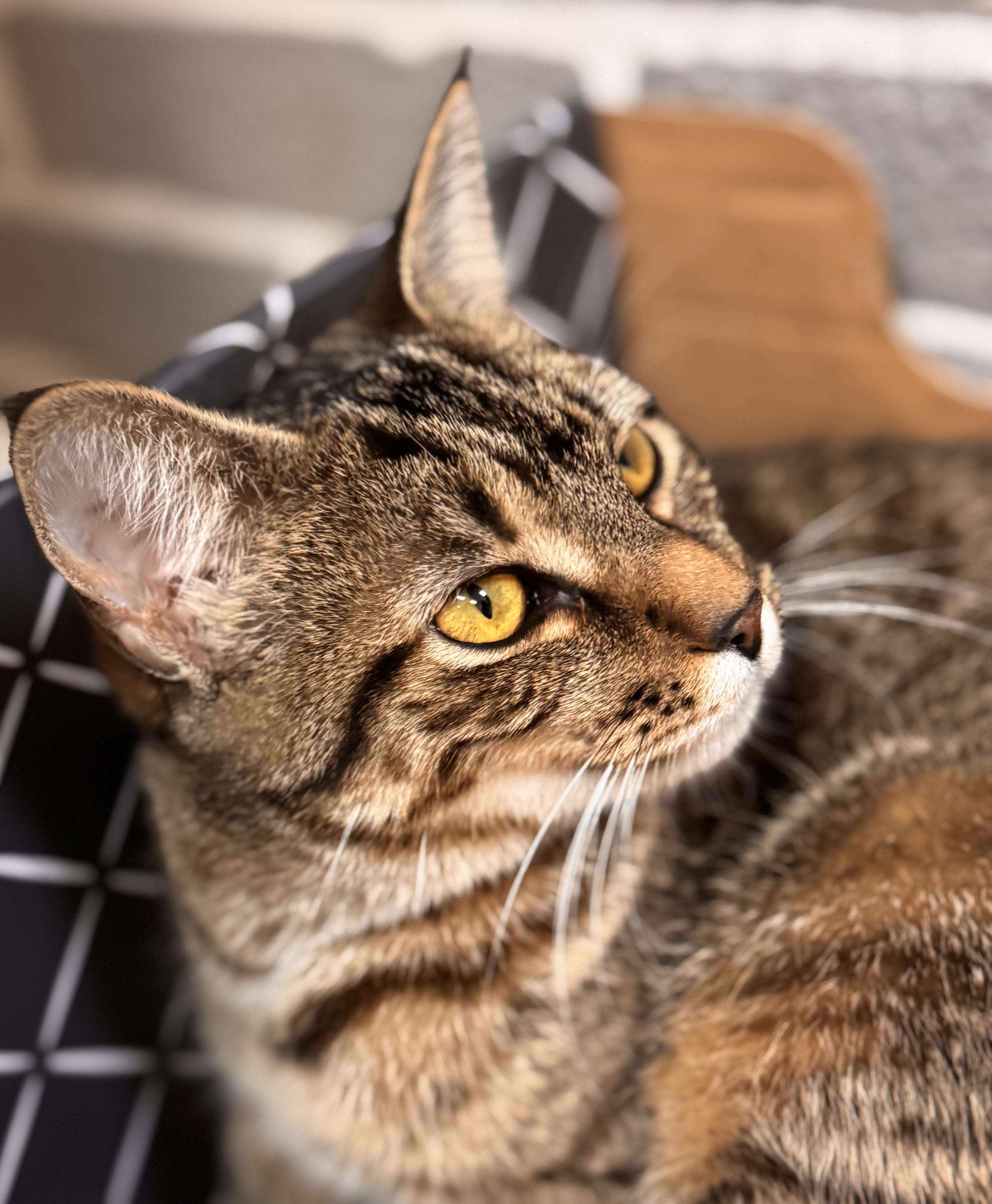 Enlarge Brie, a Adoptable Tabby in Tallahassee, FL image 2/6