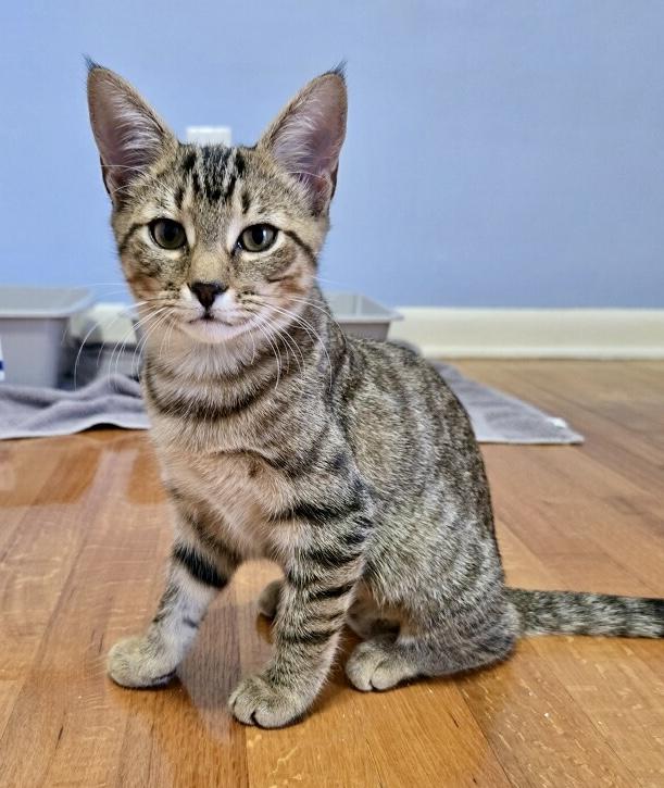 Brie, a Adoptable Tabby in Tallahassee, FL image 5/6