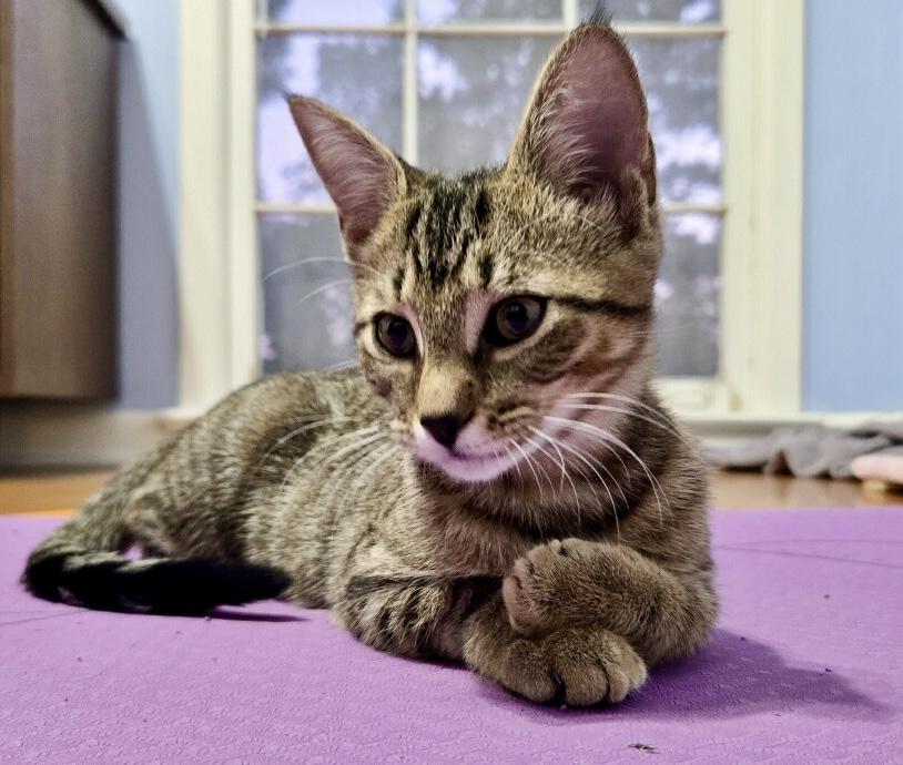 Brie, Adoptable, Kitten Female Tabby.