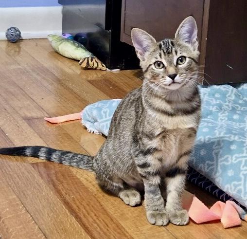 Brie, a Adoptable Tabby in Tallahassee, FL image 3/6