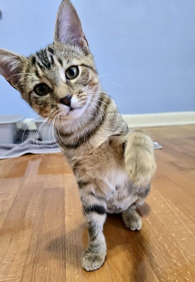 Brie, a Adoptable Tabby in Tallahassee, FL image 6/6