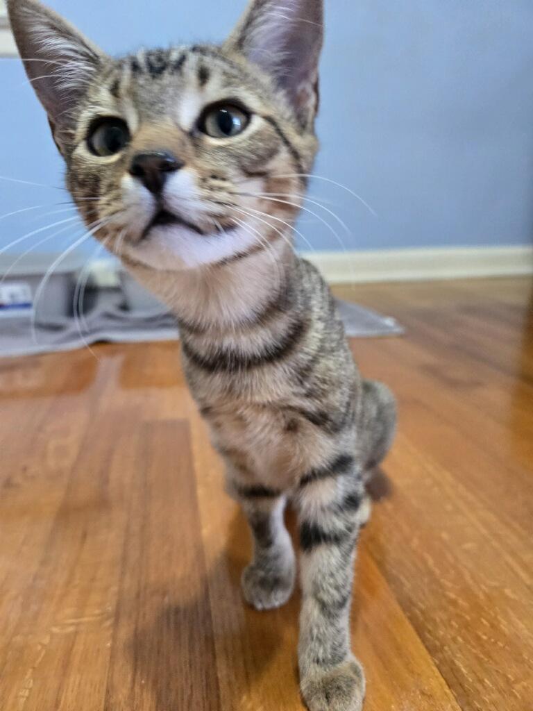 Brie, Adoptable, Kitten Female Tabby.