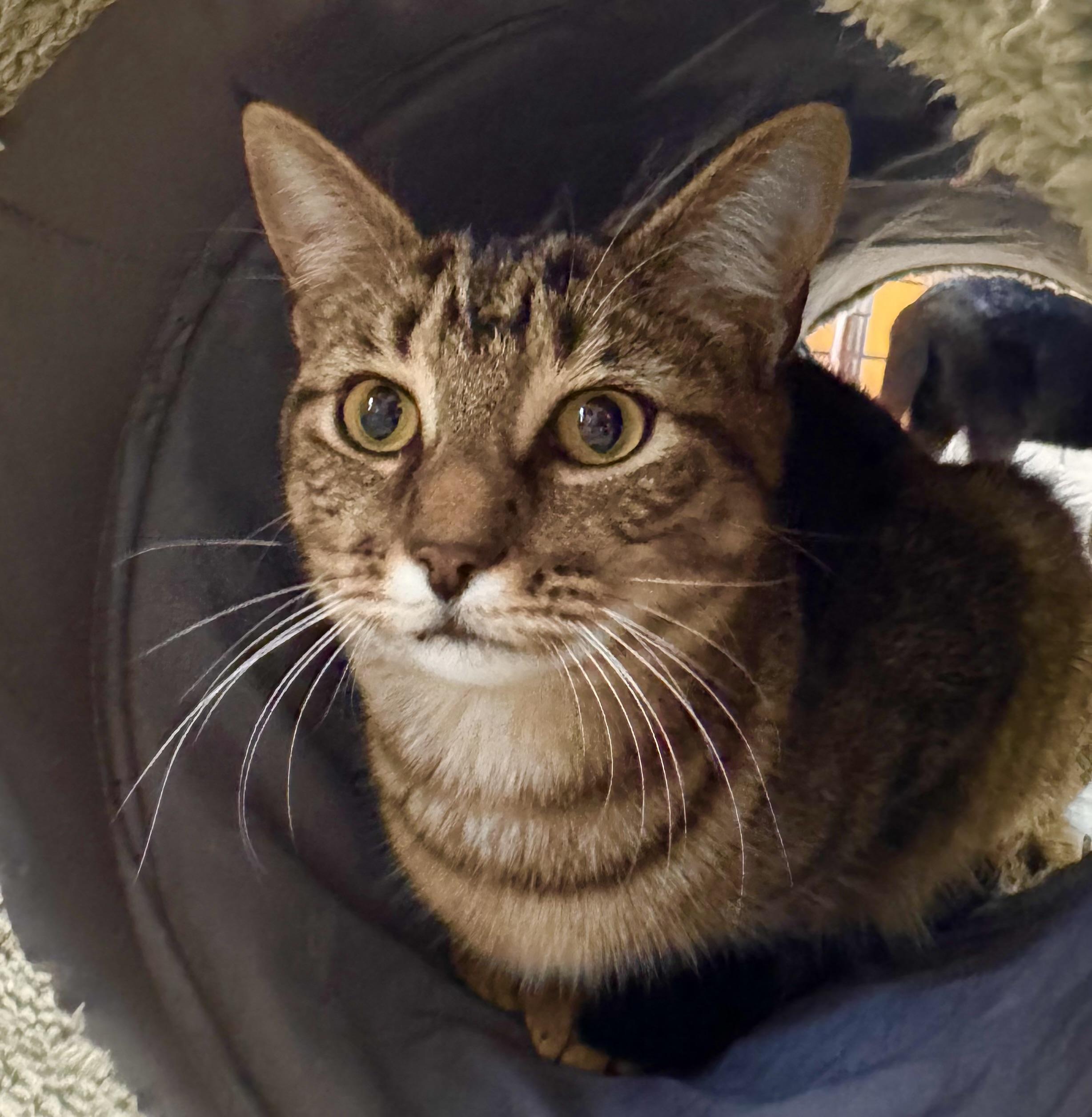 Enlarge Brie, a Adoptable Tabby in Tallahassee, FL image 6/6