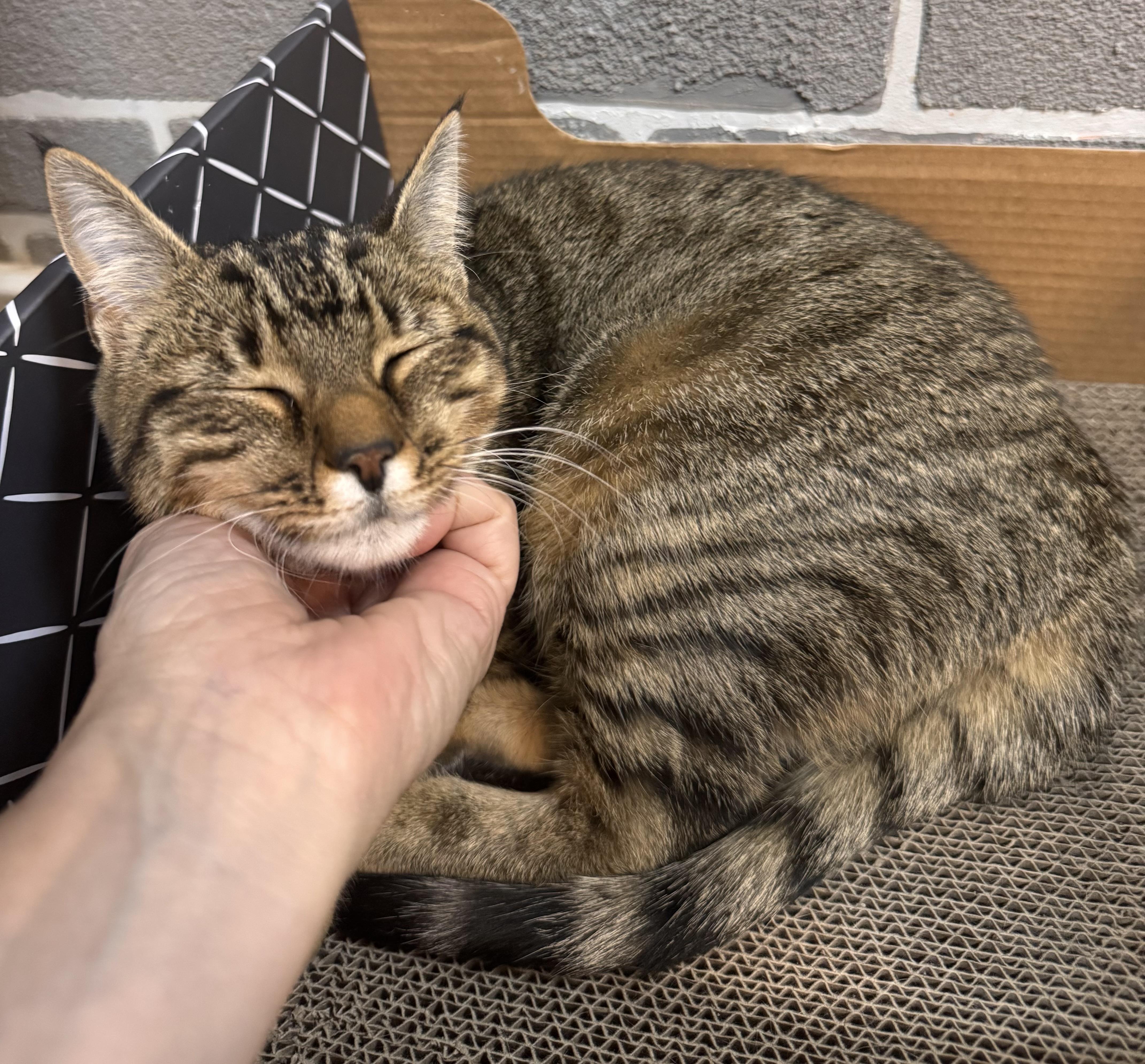 Enlarge Brie, a Adoptable Tabby in Tallahassee, FL image 5/6