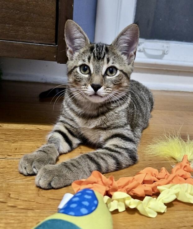 Brie, a Adoptable Tabby in Tallahassee, FL image 4/6