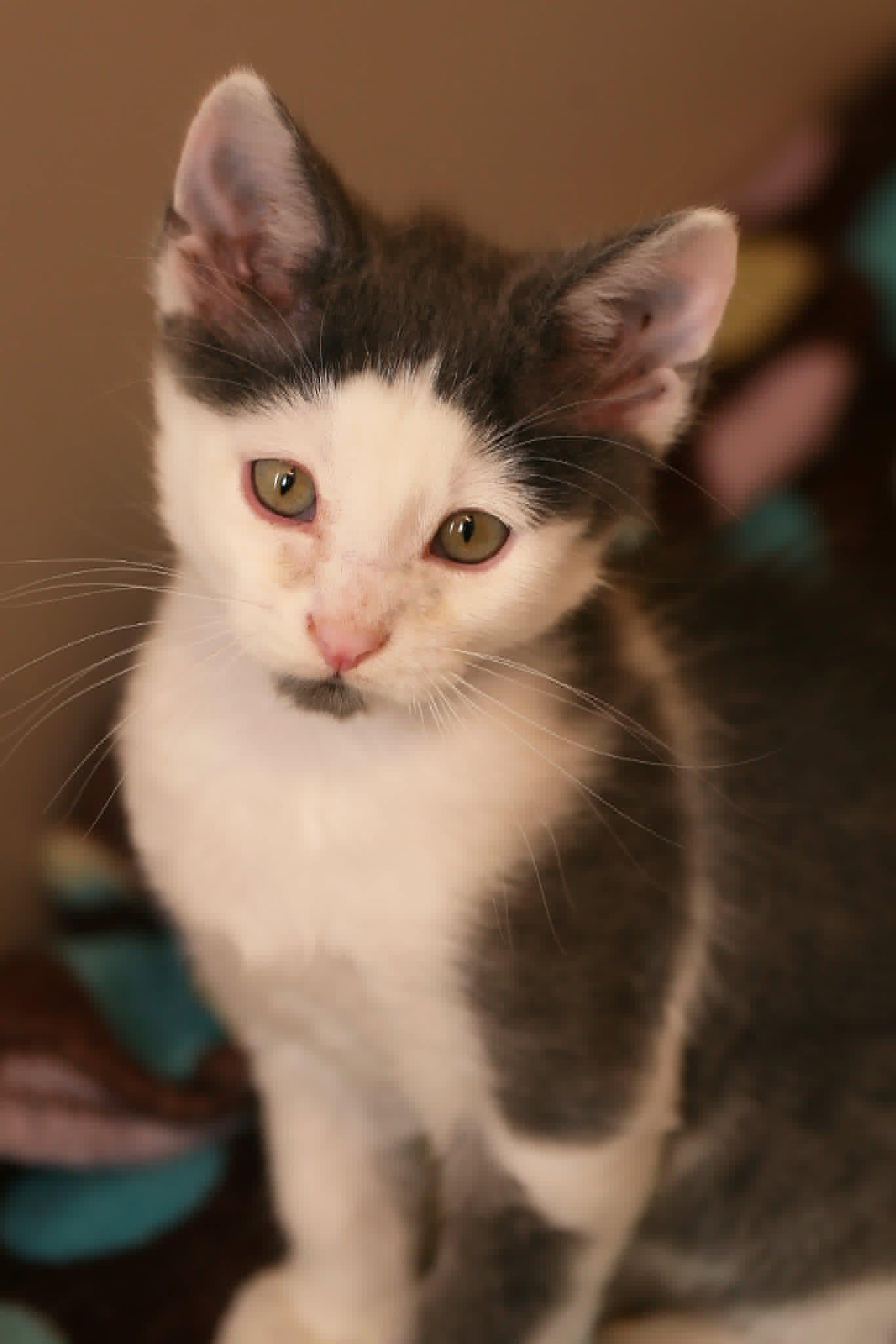 Enlarge Gene, a Adoptable Domestic Short Hair in Calgary, AB image 2/3